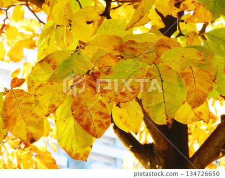 秋季街道樹葉（落葉） 134726650