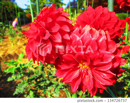 大麗花盛開的美景 134726737