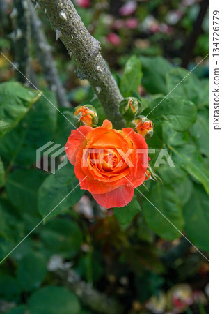 玫瑰 134726779