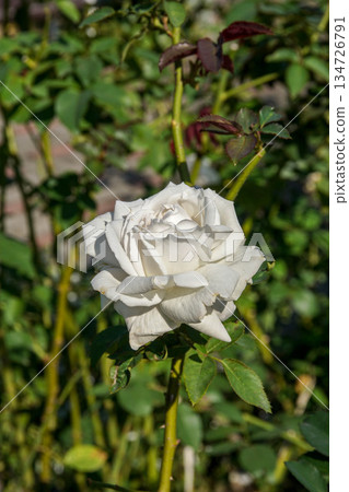 rose 134726791