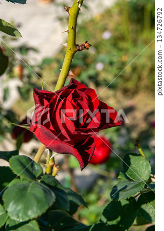 rose rose 134726792