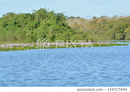 Pantanal landscape 134727049