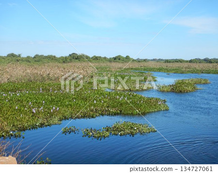 Pantanal landscape 134727061