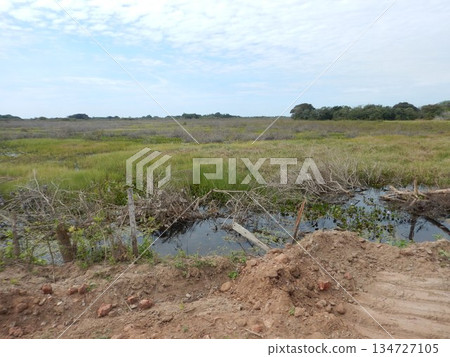 Pantanal landscape Pantanal landscape 134727105