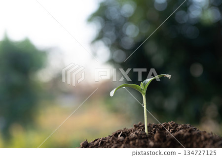 Small pumpkin sprout growing with visible droplets and Trichome Small pumpkin sprout growing with visible droplets and Trichome 134727125