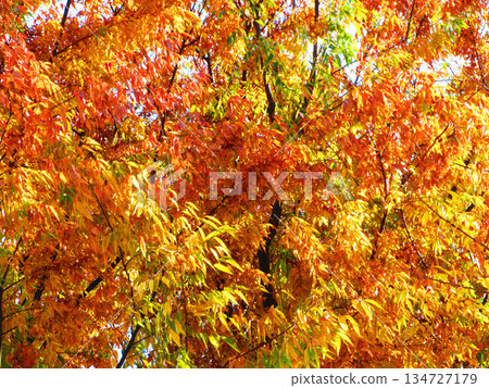 Autumn foliage scenery (photographed in 2025) Autumn foliage scenery (photographed in 2025) 134727179