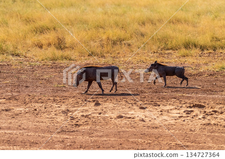 Warthogs in Samburu National reserve Warthogs in Samburu National reserve 134727364