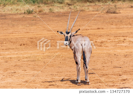 Oryx in Samburu National Reserve 134727370
