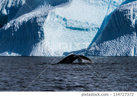 Tail of a humpback whale in the Antarctic Tail of a humpback whale in the Antarctic 134727372