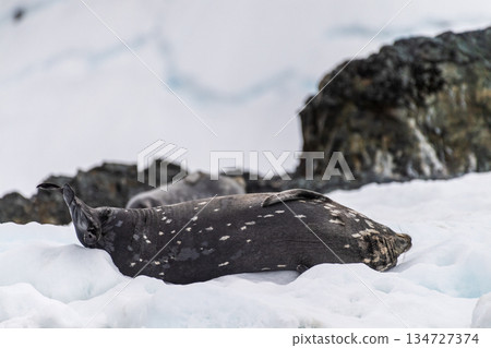 Weddell Seal resting on ice 134727374