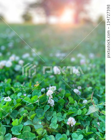 黃昏時的白三葉草 134727398