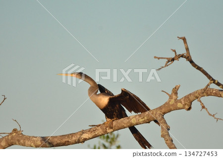 American snake 134727453