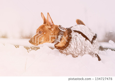 Young Funny Dog Red Brown Miniature Pinscher Pincher Min Pin Playing And Running Outdoor In Snow, Winter Season. Pet Concept. Pinscher On Winter Walk 134727478