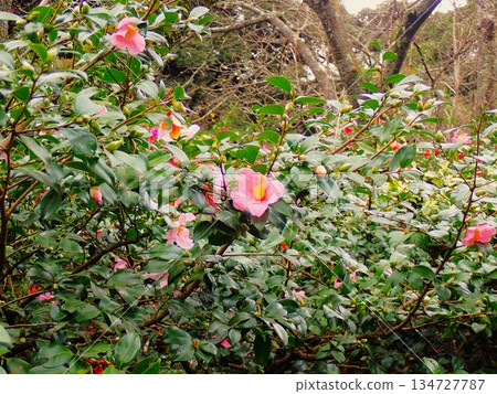 Pale pink camellia flowers, Izu Oshima, 3 134727787