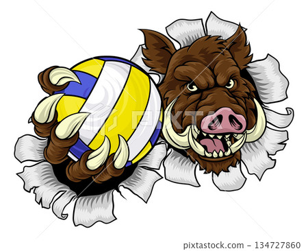 Boar Razorback Hog Volleyball Volley Ball Mascot 134727860