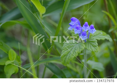 Skullcap Skullcap 134727978