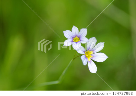 Niwazekishou 134727998