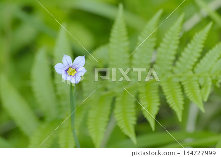 Niwazekishou Niwazekishou 134727999