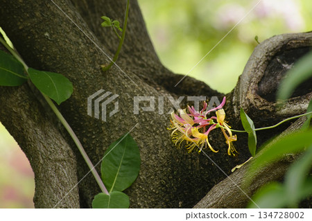 Tsukinukeninto 134728002