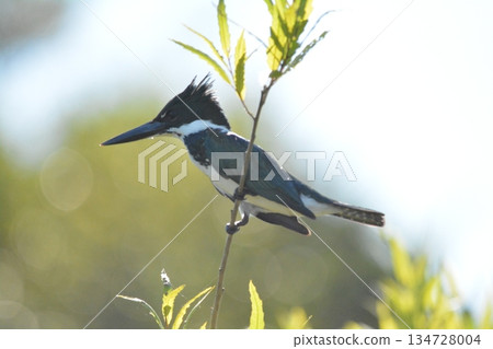 大綠翠鳥(雌性) 大綠翠鳥(雌性) 134728004