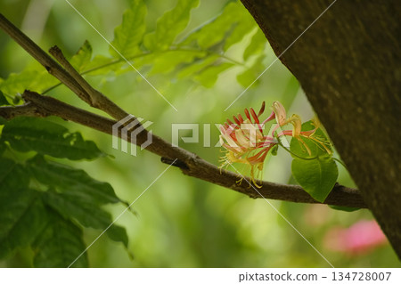 Tsukinukeninto 134728007