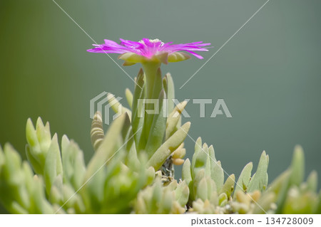 Delosperma sparmantoides Delosperma sparmantoides 134728009