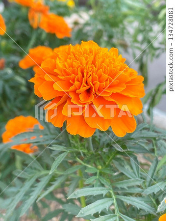 鮮豔的橙色花朵 鮮豔的橙色花朵 134728081