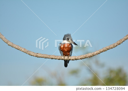 Collared Kingfisher Collared Kingfisher 134728094