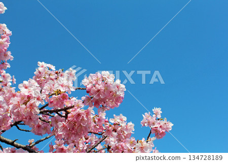 Kawazu cherry blossoms in full bloom Kawazu cherry blossoms in full bloom 134728189