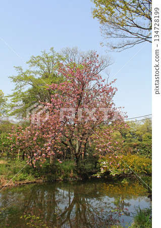 Cherry Blossom	 134728199