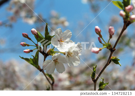 Yoshino cherry tree Yoshino cherry tree 134728213