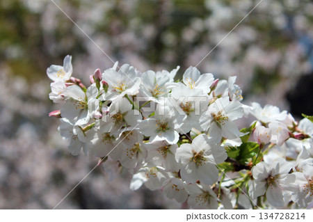 吉野櫻花樹 134728214