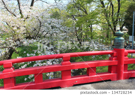 吉野櫻花樹 134728234