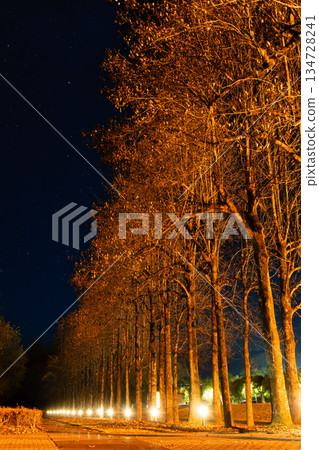 "Tree-lined street at night lit by streetlights" 134728241