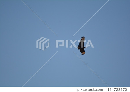 Cro Condor Cro Condor 134728270