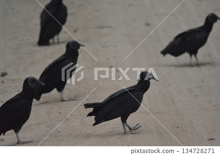 Cro Condor Cro Condor 134728271