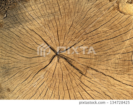 Wood texture from tree trunk cross section 134728425
