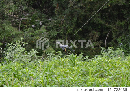 蒼鷺 蒼鷺 134728486