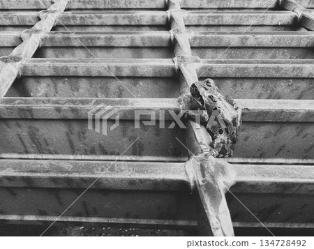 A tree frog crawls out 134728492