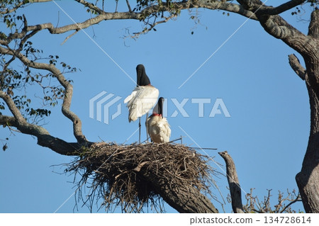 Zugurohagekou 134728614