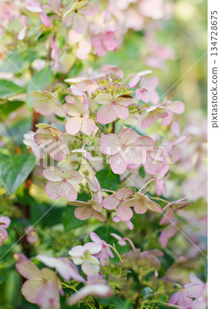 Hydrangea Wim's Red with Pale Pink Blossoms 134728675