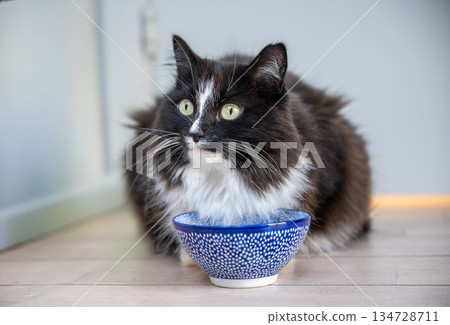 Black and white cat drinking water from bowl indoors Black and white cat drinking water from bowl indoors 134728711