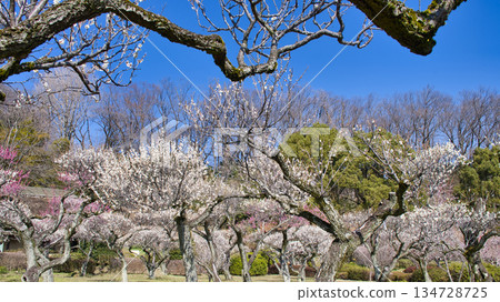 【町田市】藥師池公園梅花盛開 【町田市】藥師池公園梅花盛開 134728725