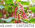 紅穗鐵莧 Acalypha hispida ベニヒモノキ　アカリファヒスピだ 134728758