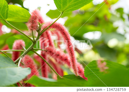 Acalypha hispida Acalypha hispida 134728759