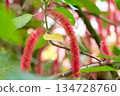 紅穗鐵莧 Acalypha hispida ベニヒモノキ　アカリファヒスピだ 134728760