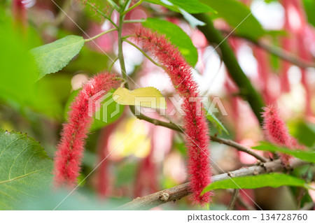 Acalypha hispida Acalypha hispida 134728760
