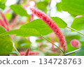 紅穗鐵莧 Acalypha hispida ベニヒモノキ　アカリファヒスピだ 134728763