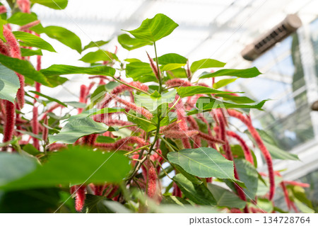 Acalypha hispida Acalypha hispida Acalypha hispida Acalypha hispida 134728764