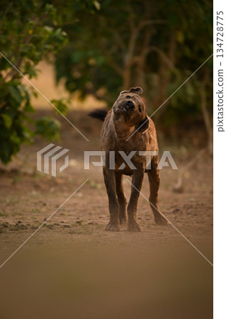 Spotted hyena stands shaking head on grass 134728775